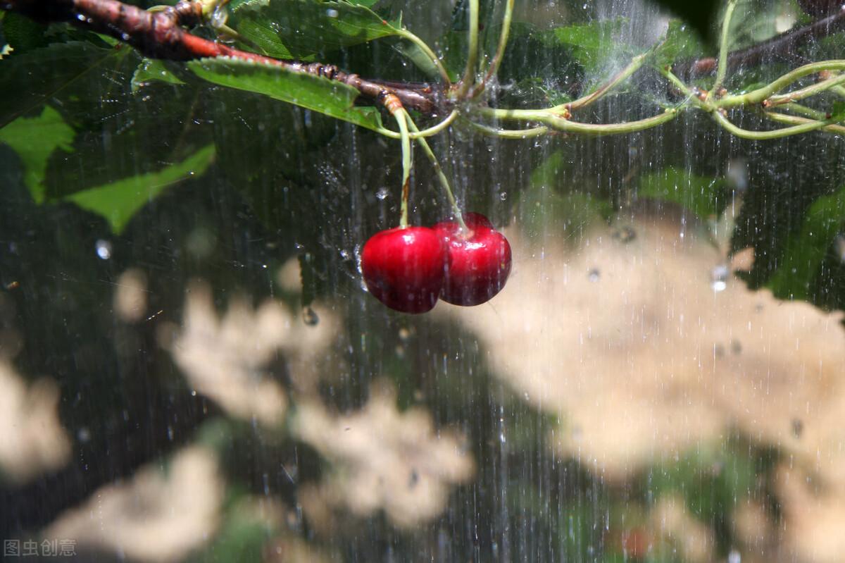 散文 听雨