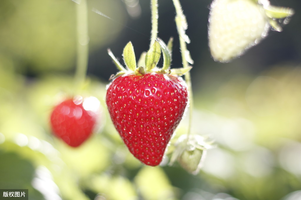 图片[6]-买草莓是颜色越红越好吗？老果农透露看这4个地方：一挑一个准-起舞食谱网