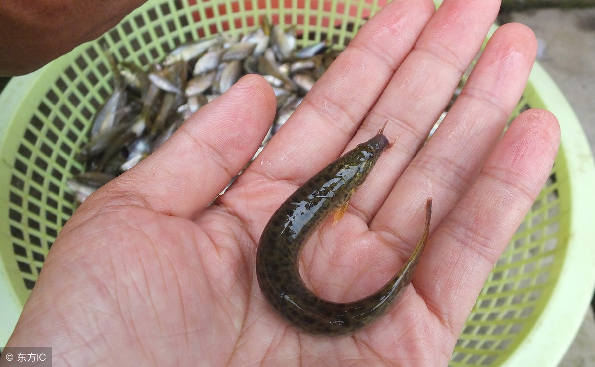 泥鳅养殖如何提升附加值？科学喂养，让泥鳅养殖更高效