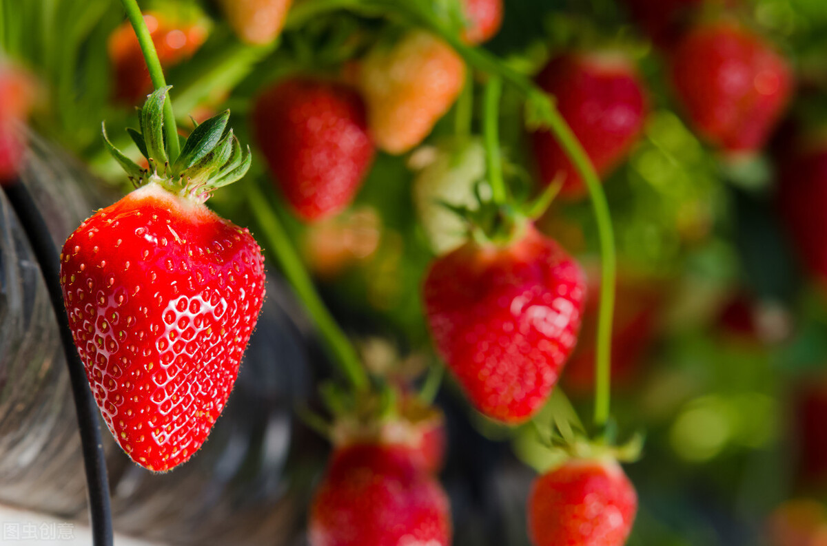 图片[7]-冬天吃不完的草莓怎么储存能延缓腐烂？分享妙招给你学会试下-起舞食谱网
