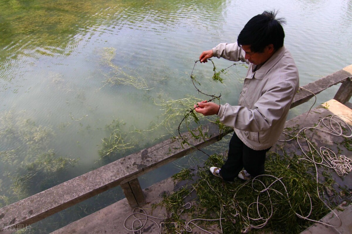 魚(yú)塘水質(zhì)調(diào)控技術(shù)和方法