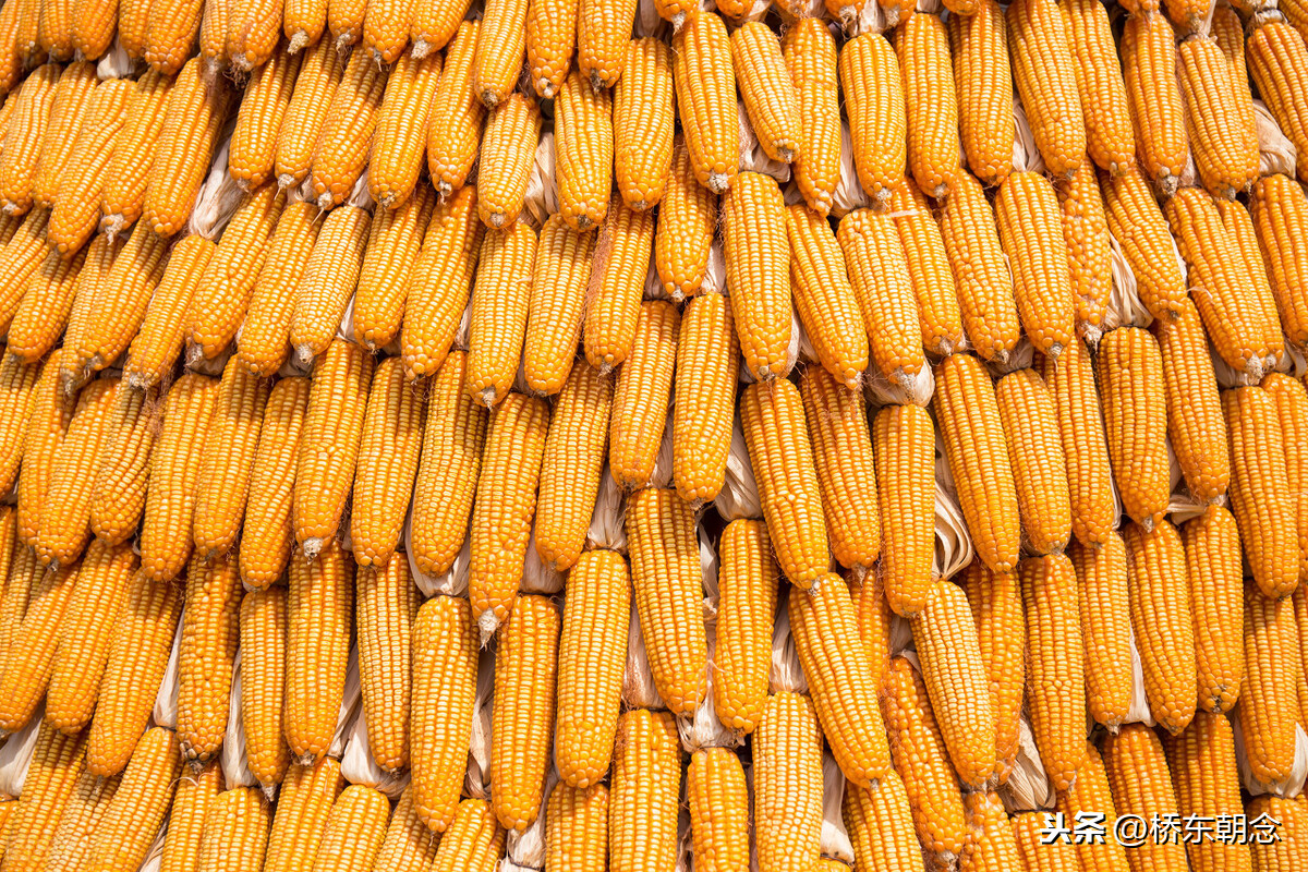 玉米价格上涨400元/吨，拐点已经出现！年初会突破1.4元？