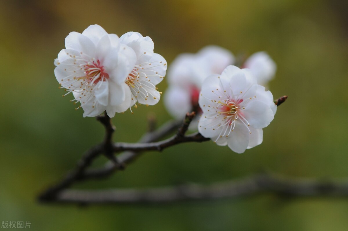 关于梅花的诗歌诗句，形容梅花傲骨的诗句