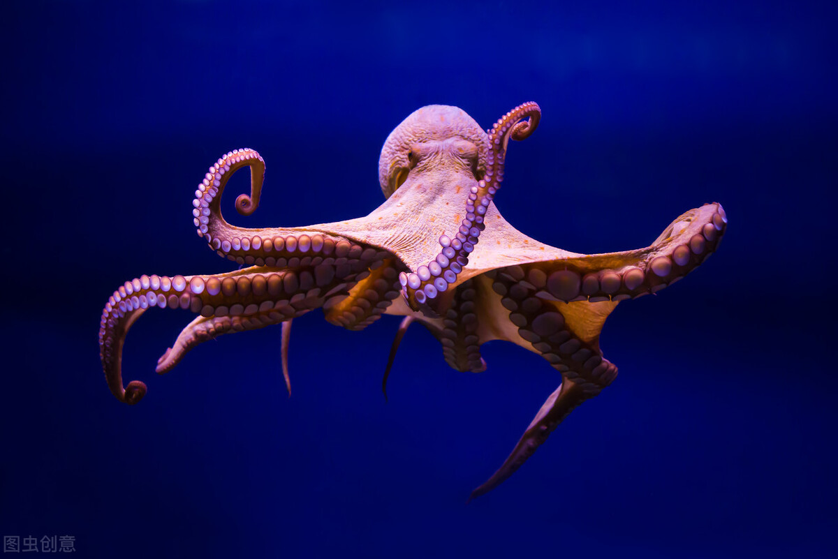 八只脚当中有一只是生殖器，交配完就会死亡的章鱼
