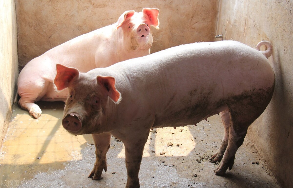 Is pig price strong rebound? Price of 16 ground pig waves red, pig farming is fastened glad too early, a bad news comes