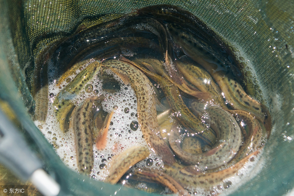 泥鳅养殖如何提升附加值？科学喂养，让泥鳅养殖更高效