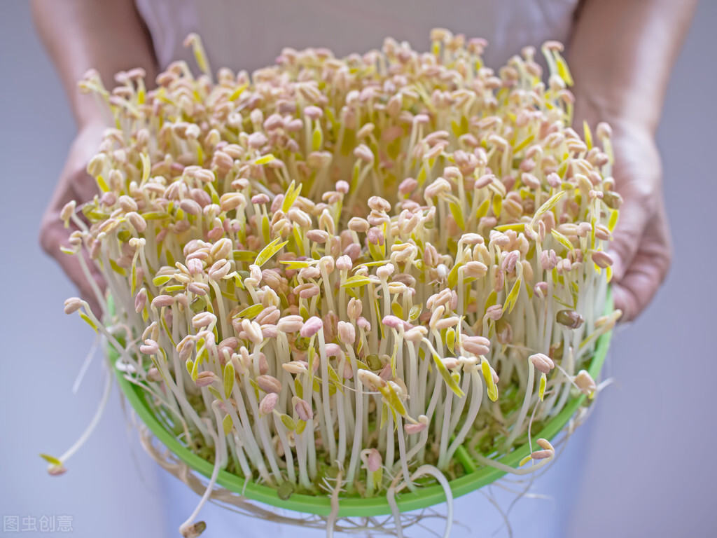 毒豆芽致癌、致畸性，挑選豆芽只需三招