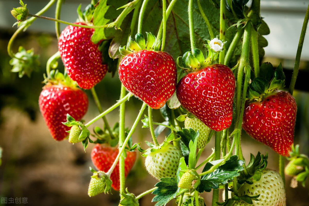 图片[6]-冬天吃不完的草莓怎么储存能延缓腐烂？分享妙招给你学会试下-起舞食谱网