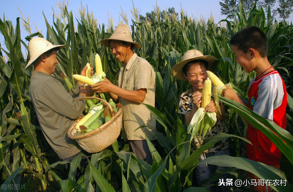 玉米价格下降，几家欢喜及几家愁，当前玉米的价格真的很高了吗