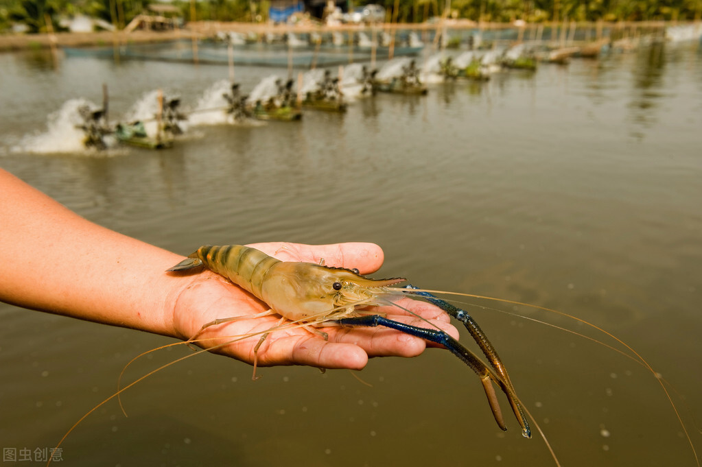罗氏沼虾池塘“二段法”关键养殖技术总结