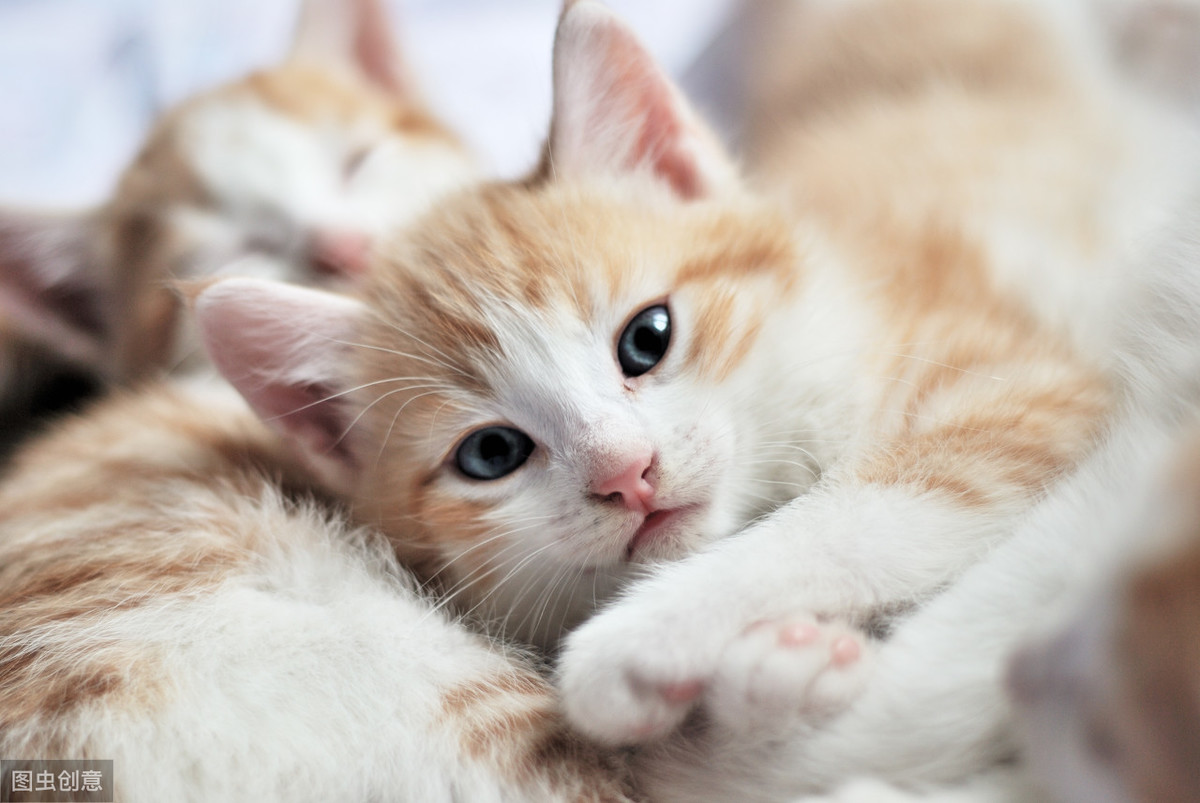   什麽是貓膀胱結石？如果貓咪不幸患上了結石，主人該怎麽辦？