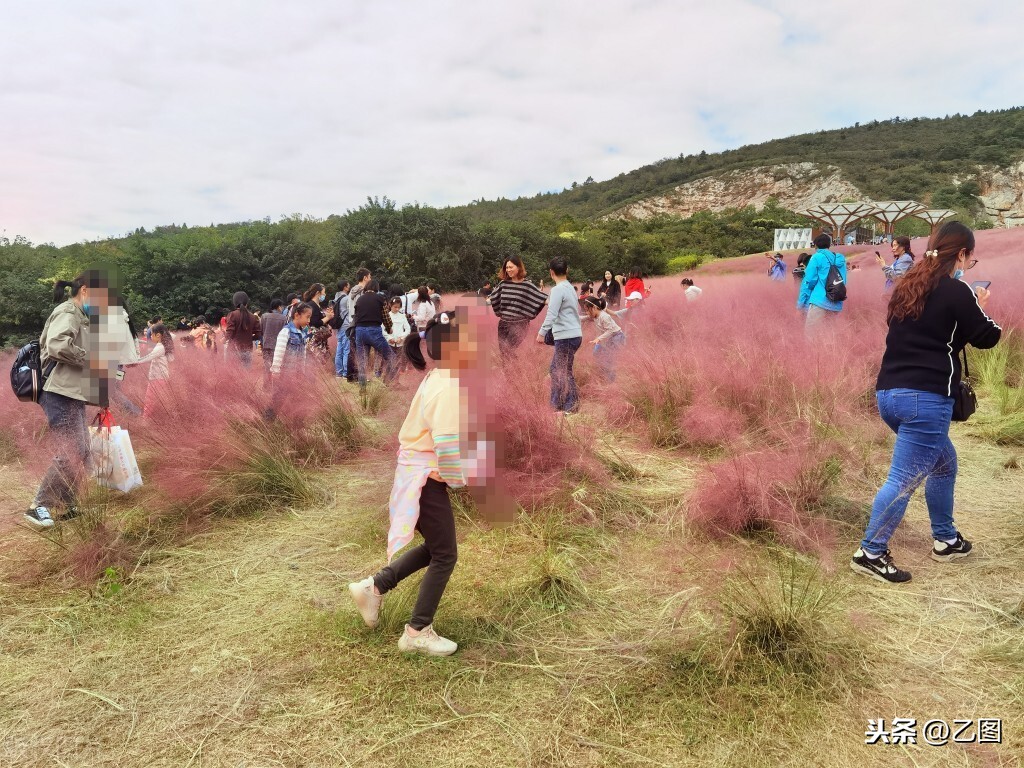 乱子|多地粉黛乱子草遭游客采摘踩踏 工作人员用喇叭喊都喊不住