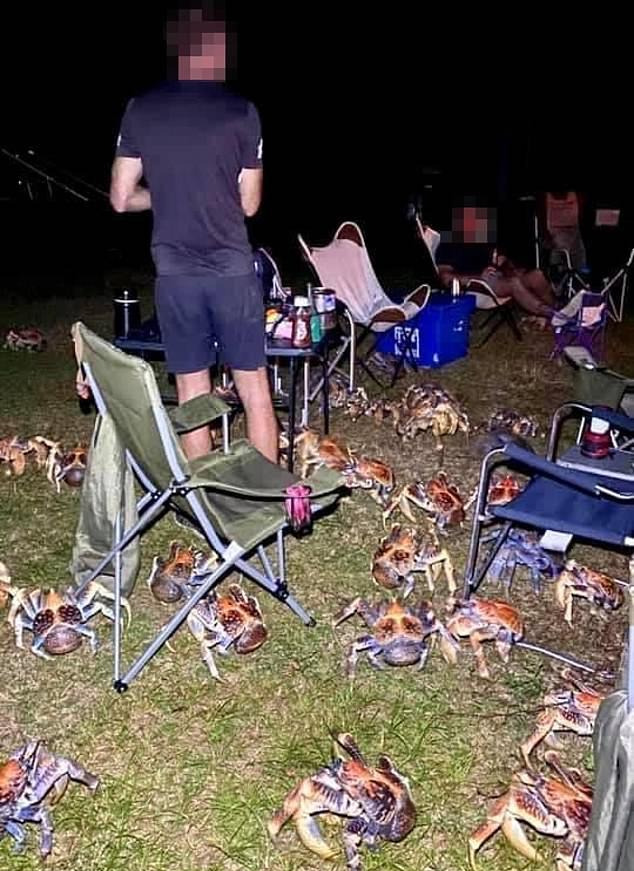 澳一家人正露天烧烤，突然跑来一大堆巨型椰子蟹抢食，网友：快抓