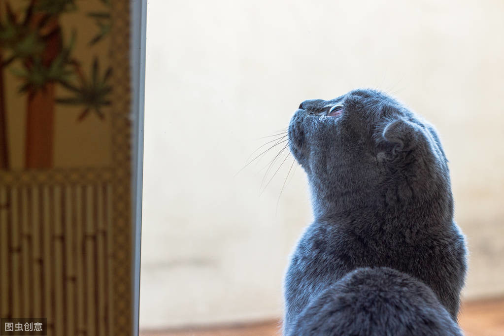 闢謠：貓咪等主人回家，是忠誠的表現？ 可能是你想太多了