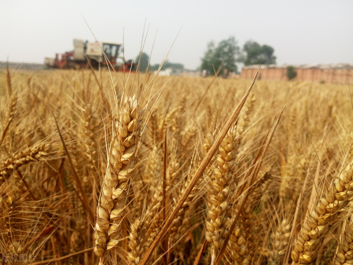 小麦、水稻再次涨价，抢粮大战进行，米面需求高，年前还能猛涨？
