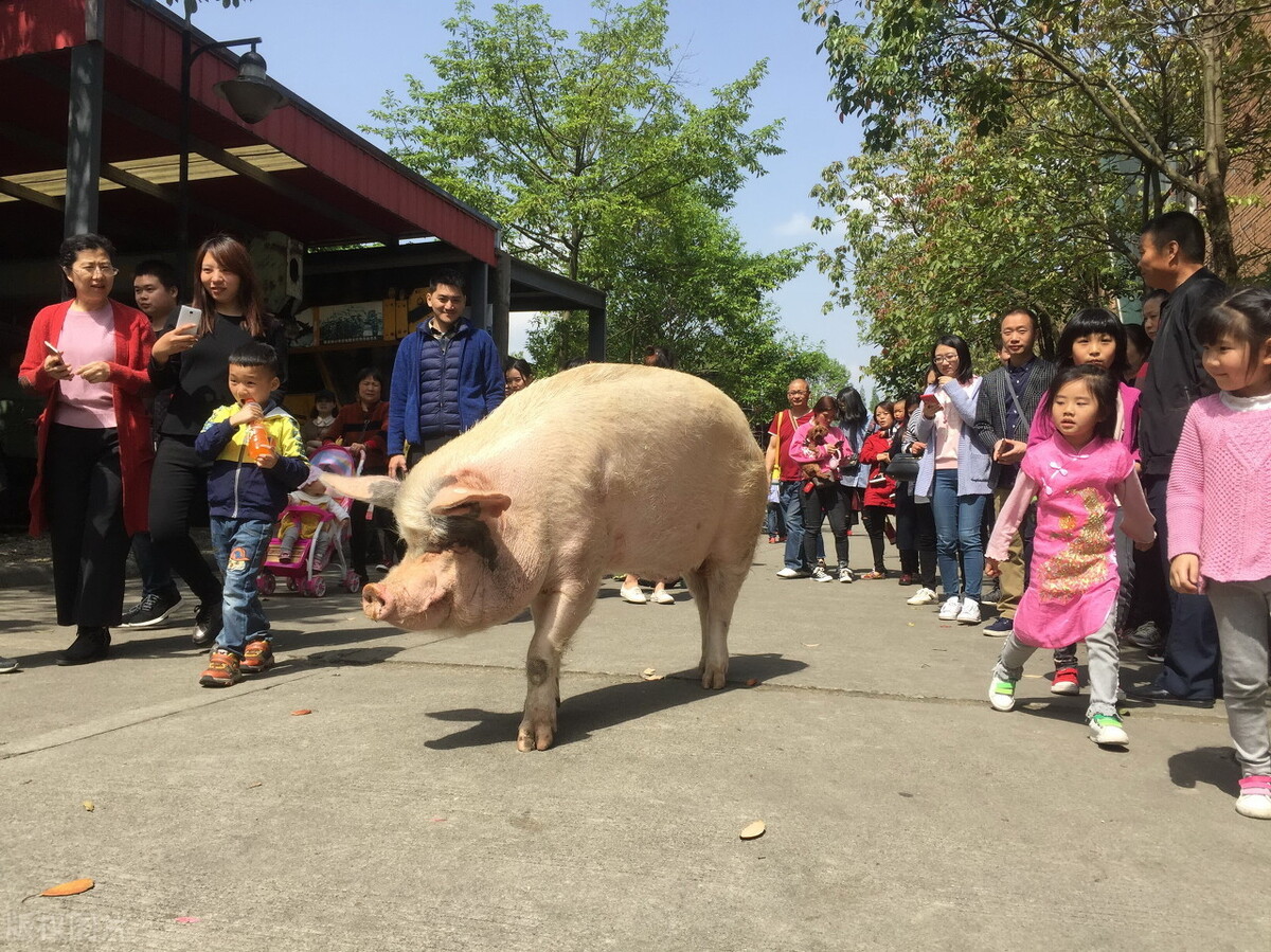 How many years can the pig live? Most 6 months, pig of plain of short of Wenshui River is firm already 13 years old