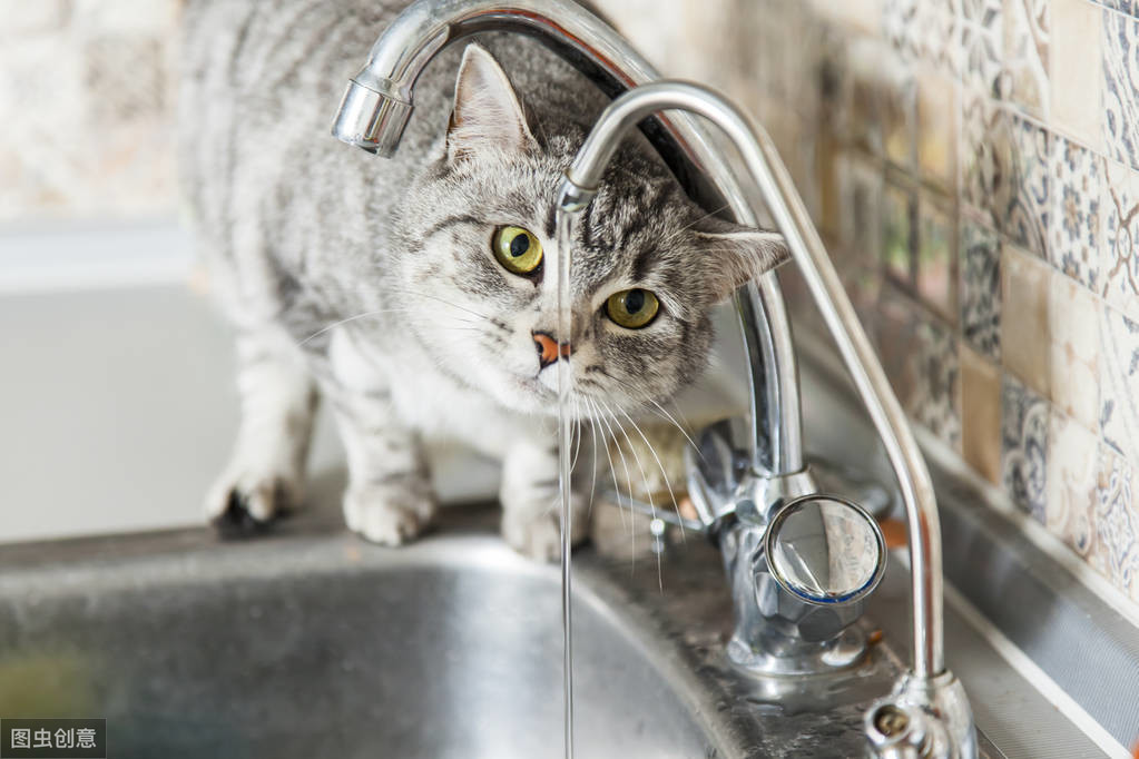 貓喝不夠水，容易得尿結石，那麽如何判斷，貓是否喝夠了水？