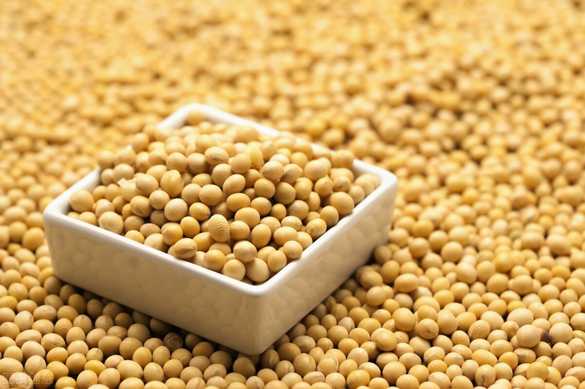 如何看待近期豆粕的震荡调整？