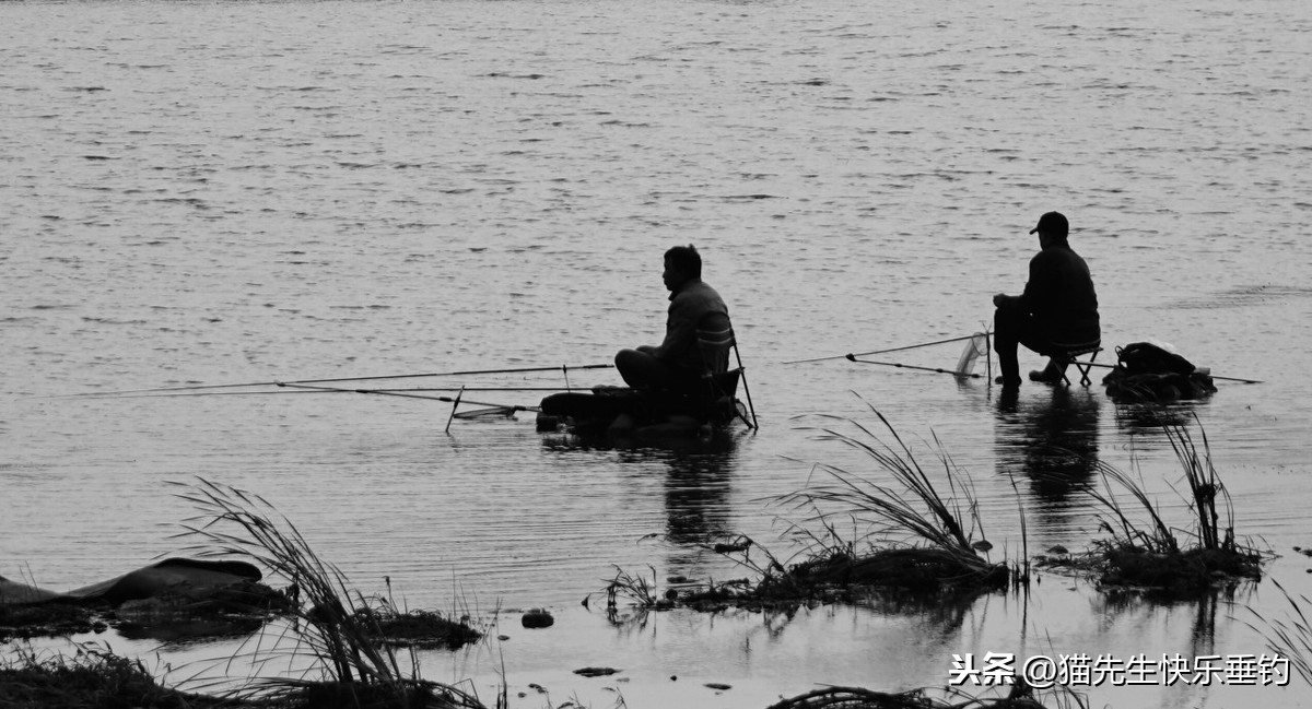 它体表光滑无鳞，长有8根胡须，详解野钓热带鱼类——塘角鱼