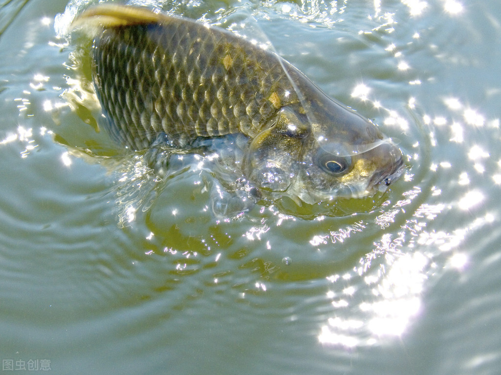 山區(qū)清水魚養(yǎng)殖技術(shù)，這些知識(shí)農(nóng)戶早知早受益，建議收藏