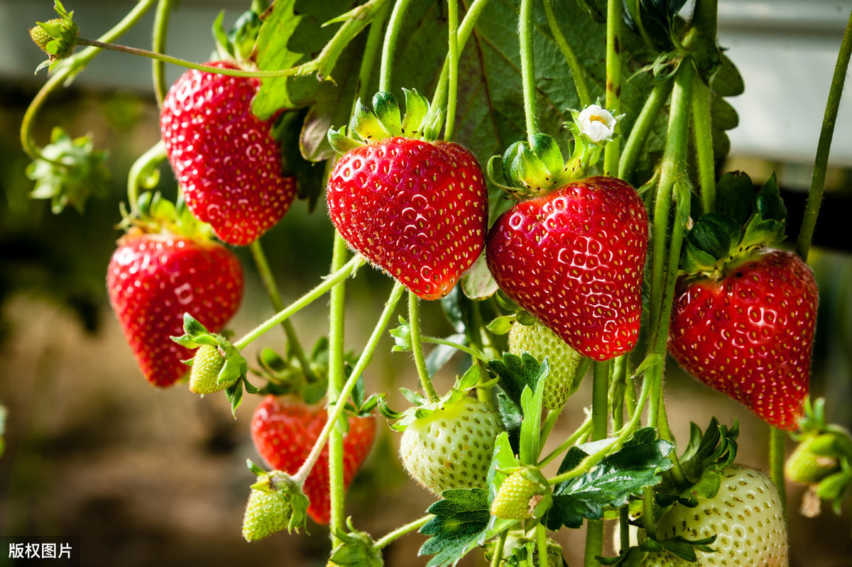 图片[7]-买草莓是颜色越红越好吗？老果农透露看这4个地方：一挑一个准-起舞食谱网