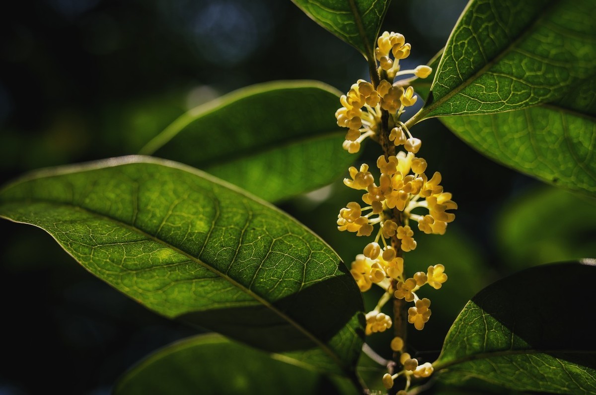 桂花