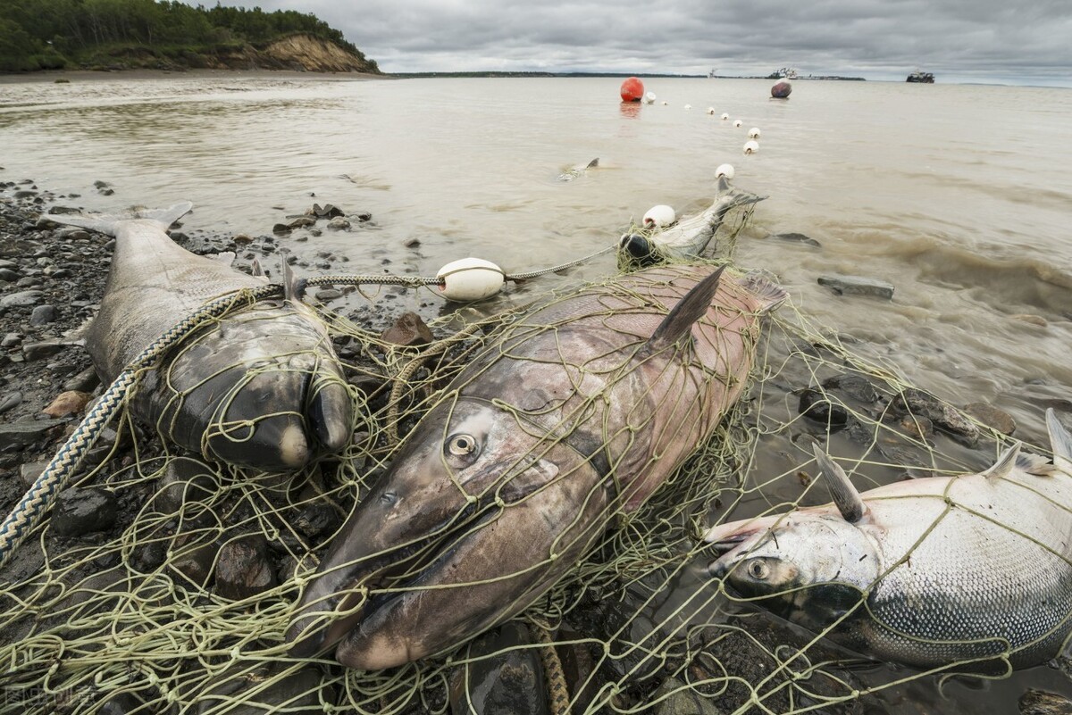 “虚伪”的美国水产业，让美国的食品安全，受制于中国的罗非鱼