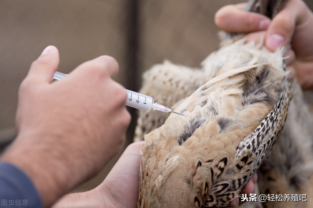 又到了鸡群感冒高发季，如何防治-第1张图片-农百科