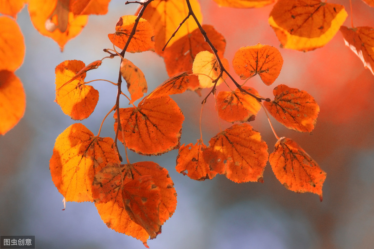 20首与秋季有关的诗词
