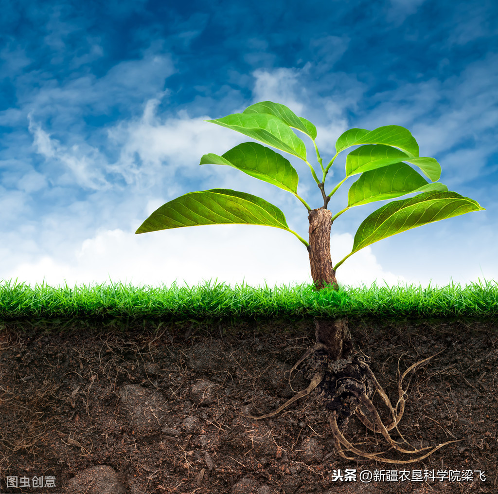 盐碱地改良过程中是否需要全部打破土壤障碍层的关键技术分析