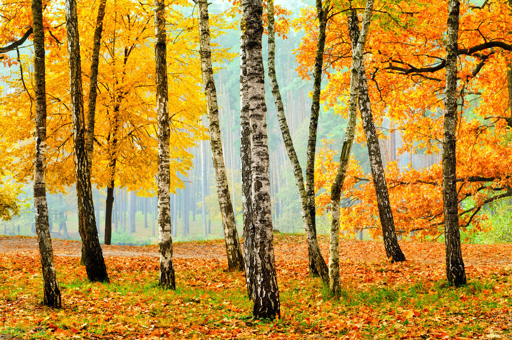 秋风生渭水，落叶满长安，古诗词里的唯美秋天-第5张图片-诗句网