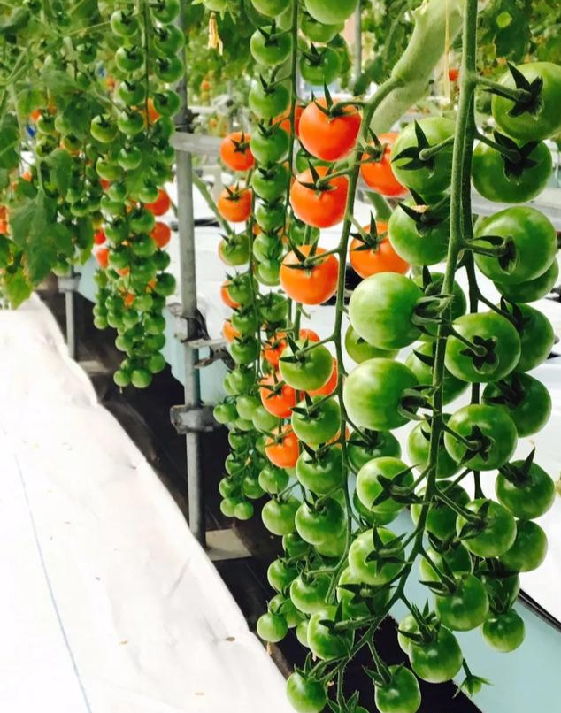 温室大棚里的串收番茄基质无土栽培技术干货满满、智能温室工程