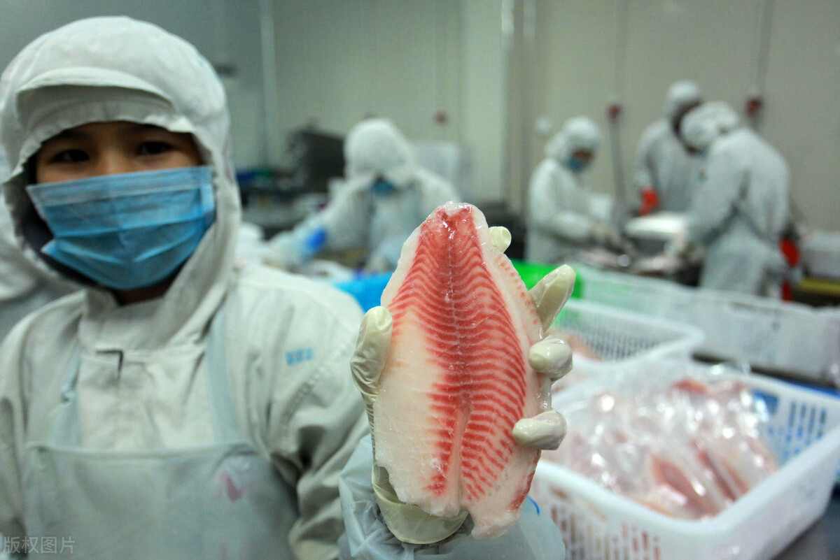 “虚伪”的美国水产业，让美国的食品安全，受制于中国的罗非鱼