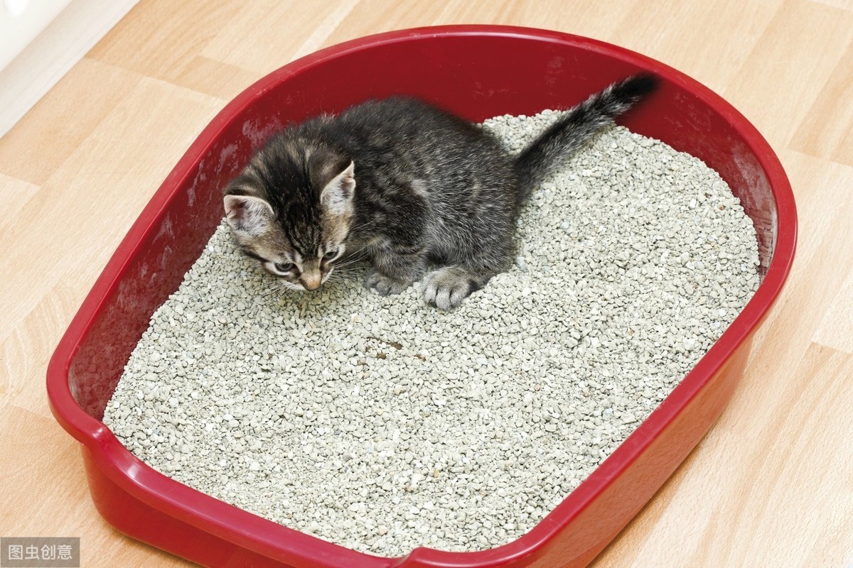 猫咪不良行为丨猫咪为什么会吃“猫砂”？什么原因？怎么解决？