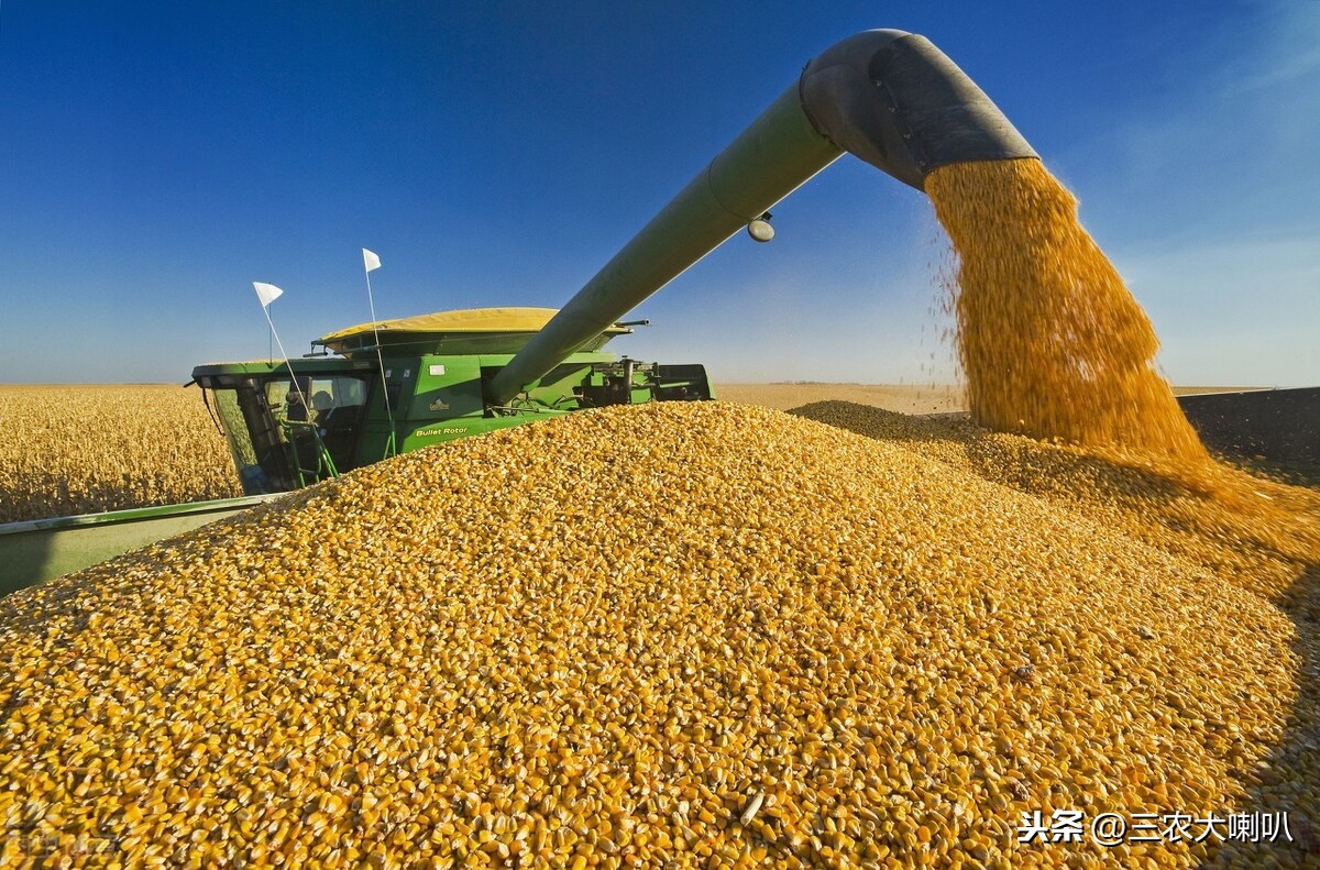 玉米进口量将大幅增加，不是啥好事！今日最新行情是多少？