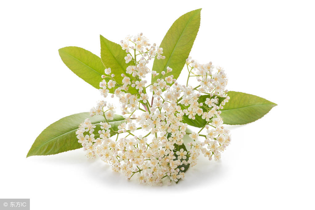 石楠花為什么叫最污花,石楠花為什么叫最污花的味道