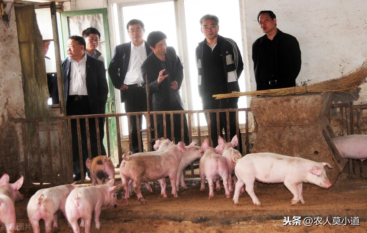 今年猪肉价格会不会疯狂下降，还能不能养猪呢？投入的风险大不大