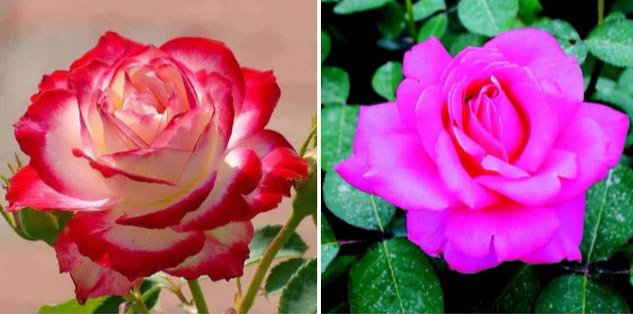 “妈妈”中国月季、“爸爸”欧洲玫瑰，谁是中欧混血的人气担当？