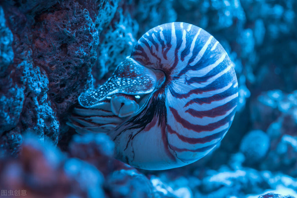 濒危物种鹦鹉螺：深海中的远古萌萌怪，贩卖走私牢底坐穿～