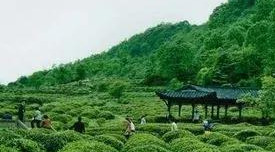 藏茶：古茶类中收藏值最高的茶种