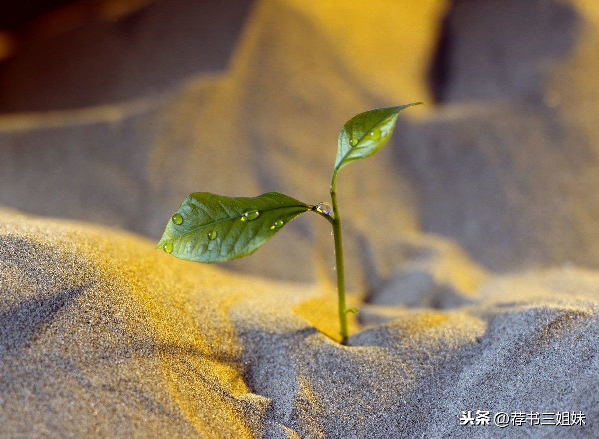 5首励志诗词，坚持不下去的时候读一读，成功的未来看得见-第4张图片-诗句网