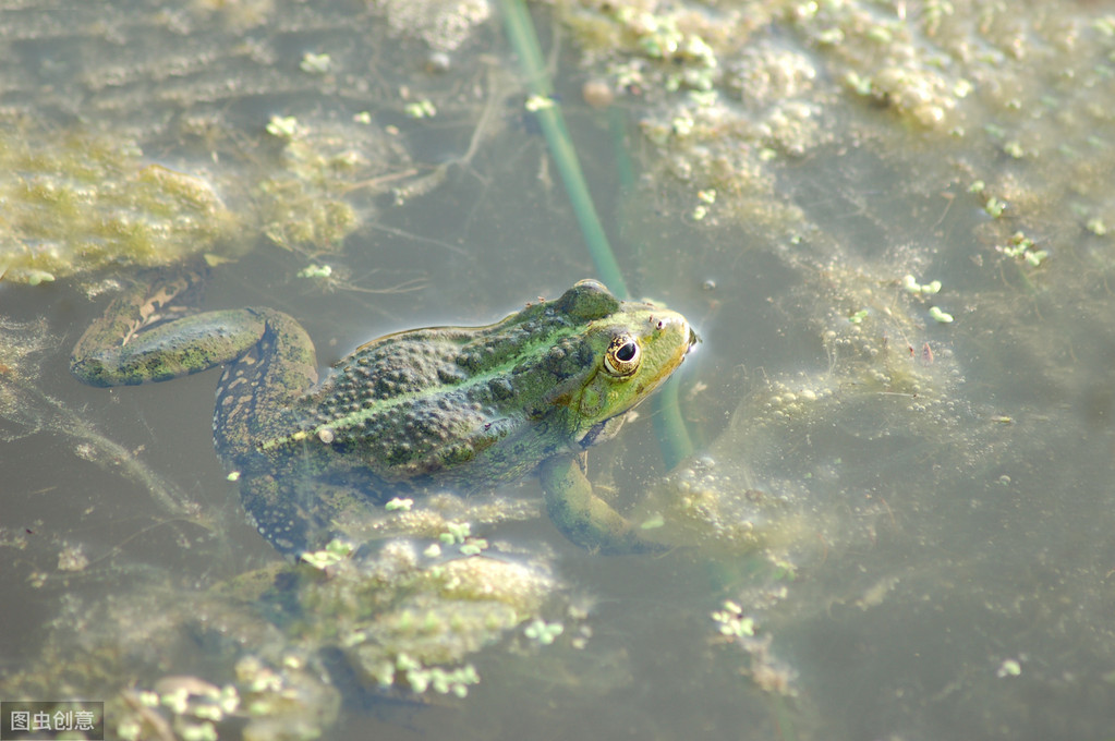 养殖青蛙的新手不知道鱼腥草的用法，老师傅养殖场满地都是鱼腥草