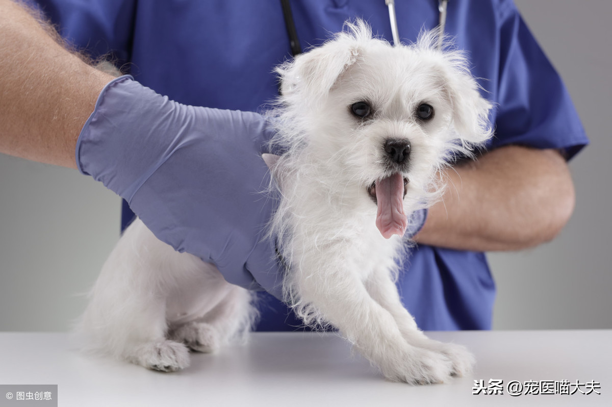 狗狗尿頻、尿血怎麽回事？獸醫：這10個原因不能忽視！
