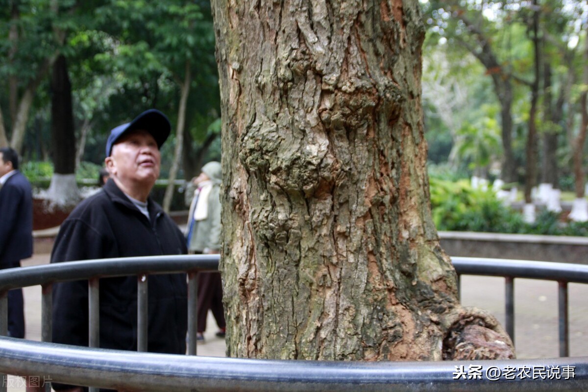 黄花梨木家具能卖出天价 为什么农民不种植黄花梨呢 三点原因 其他 爆资讯新媒体平台