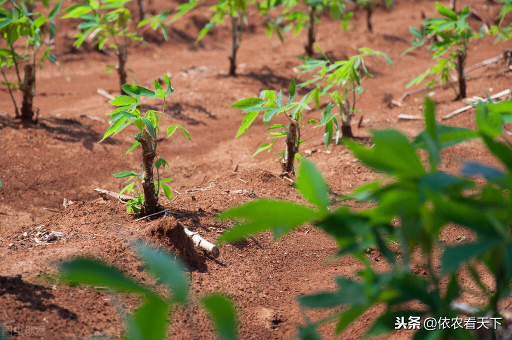 淀粉之王木薯,在解决全球粮食危机问题上被寄予厚望,种它真行吗