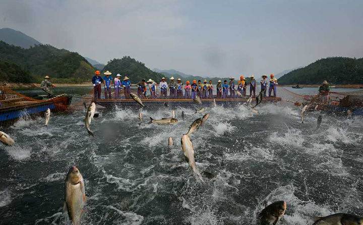 9万公斤！千岛湖捕获今年最大一网鱼