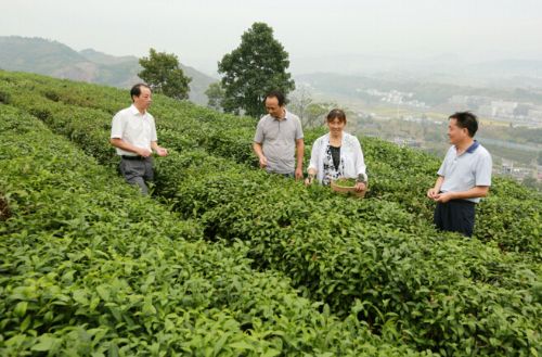 十堰市竹山县教育局帮扶下坝村发展壮大茶叶产业
