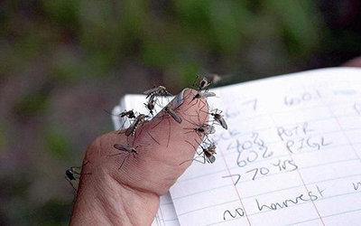 野外的蚊子吃什么,会饿死吗?