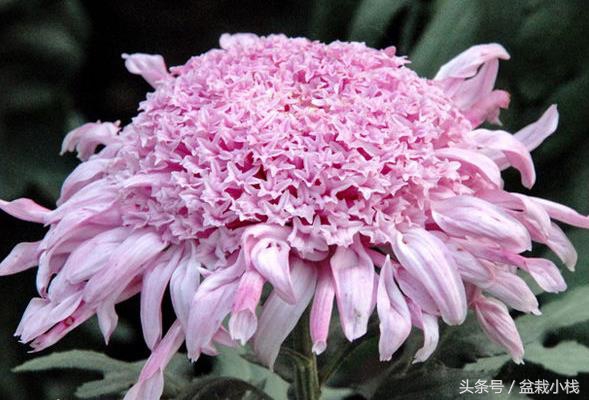 菊花是什么颜色的（9种不同颜色的菊花介绍）
