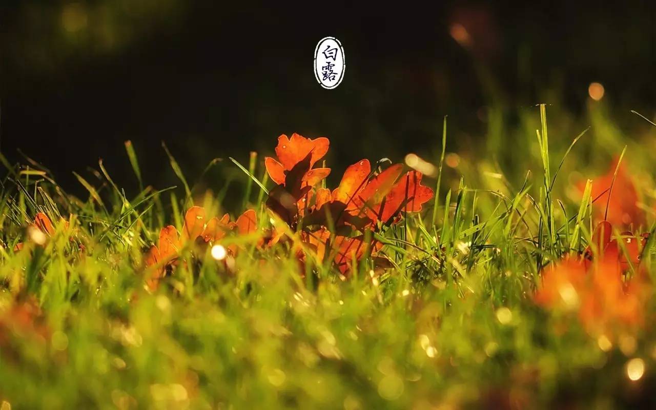 白露:露从今日白